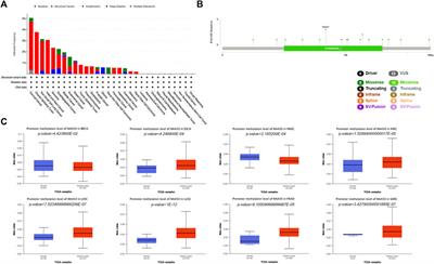 Pan-cancer analysis reveals NAA50 as a cancer prognosis and immune infiltration-related biomarker